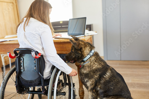 Woman in wheelchair with assistance dog at desk at home photo