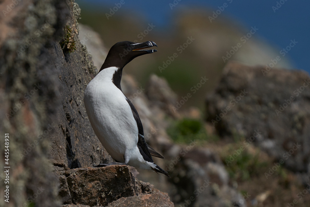 Razorbill (Alca torda) on the cliffs of Skomer Island off the coast of Pembrokeshire in Wales, United Kingdom. Razorbill (Alca torda) on the cliffs of Skomer Island off the coast of Pembrokeshire in Wales, United Kingdom.