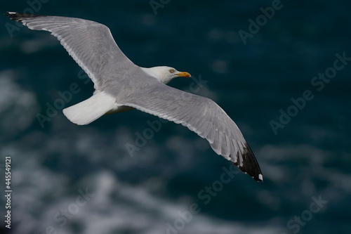Herring Gull (Larus argentatus) flying along the coast of Skomer Island in Pembrokeshire, Wales, United Kingdom.