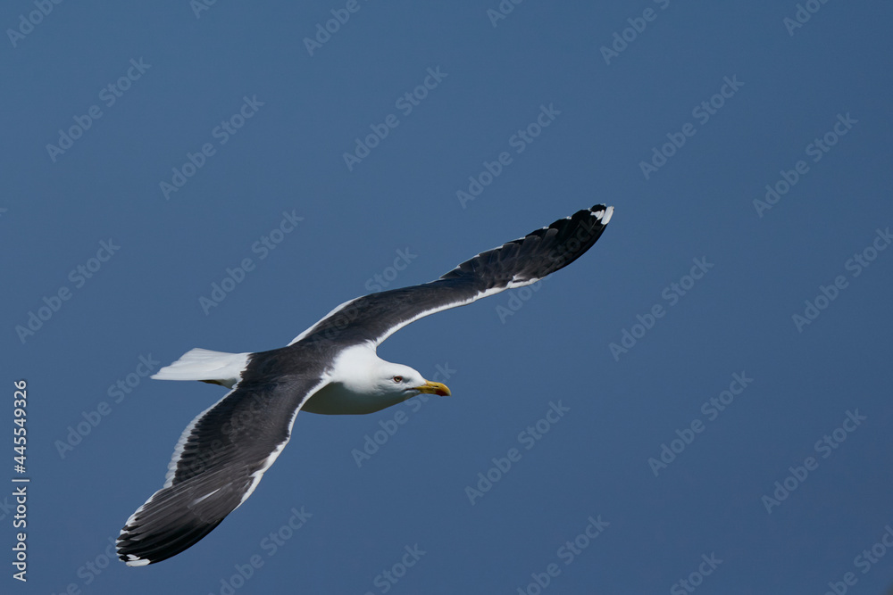 Lesser Black-backed Gull (Larus fuscus) flying along the coast of Skomer Island in Pembrokeshire, Wales, United Kingdom. Lesser Black-backed Gull (Larus fuscus) flying along the coast of Skomer Island in Pembrokeshire, Wales, United Kingdom.