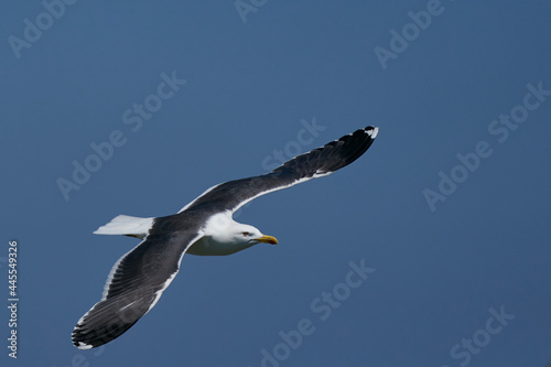 Canvas Print Lesser Black-backed Gull (Larus fuscus) flying along the coast of Skomer Island in Pembrokeshire, Wales, United Kingdom