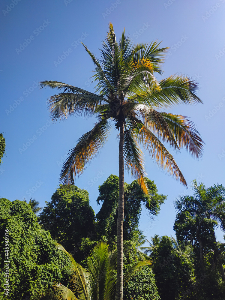 Green coconut palm tree against the background of other trees and the blue sky of the Dominican Republic.