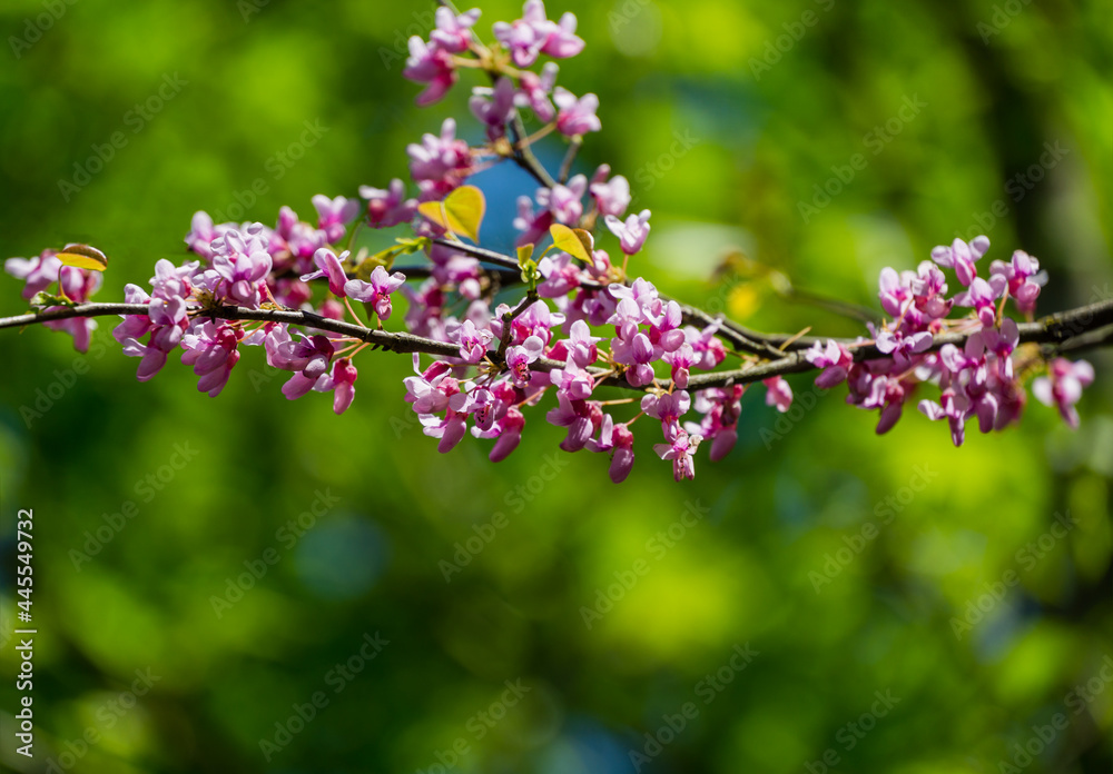 Close-up of purple spring blossom of Eastern Redbud, or Eastern Redbud Cercis canadensis in sunny day. Selective focus. Nature concept for design. Close-up of purple spring blossom of Eastern Redbud, or Eastern Redbud Cercis canadensis in sunny day. Selective focus. Nature concept for design.