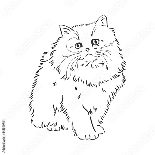Hand drawing Persian cat vector version persian cat vector