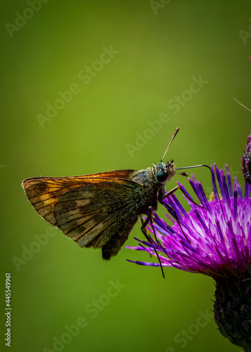 butterfly on thistle © Ingemar