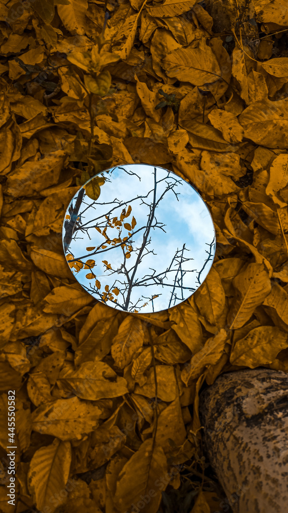 Autumn leaves and sky in the mirror