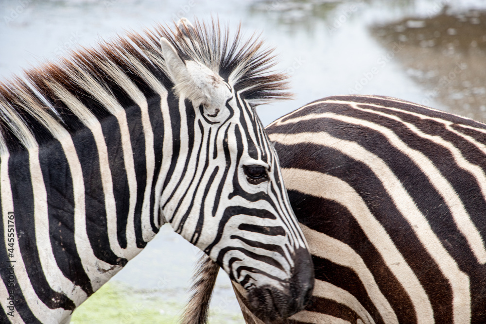 zebra in zoo zebra in zoo