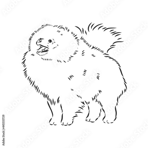 Vector black and white illustration of dog breed Pomeranian isolated on white background spitz vector sketch
