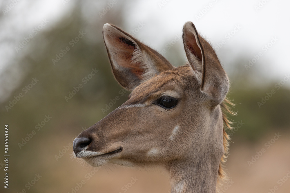 Kudu cow, head close up