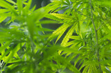 selective focus for old leaves of cannabis plant
