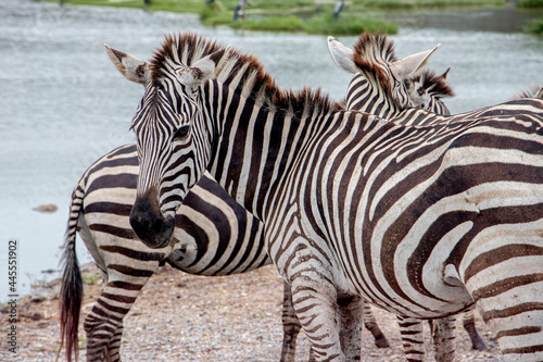 zebra eating grass