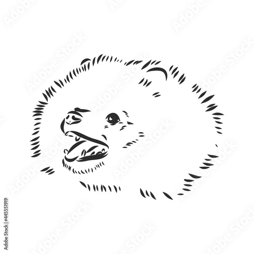 Vector black and white illustration of dog breed Pomeranian isolated on white background spitz vector sketch