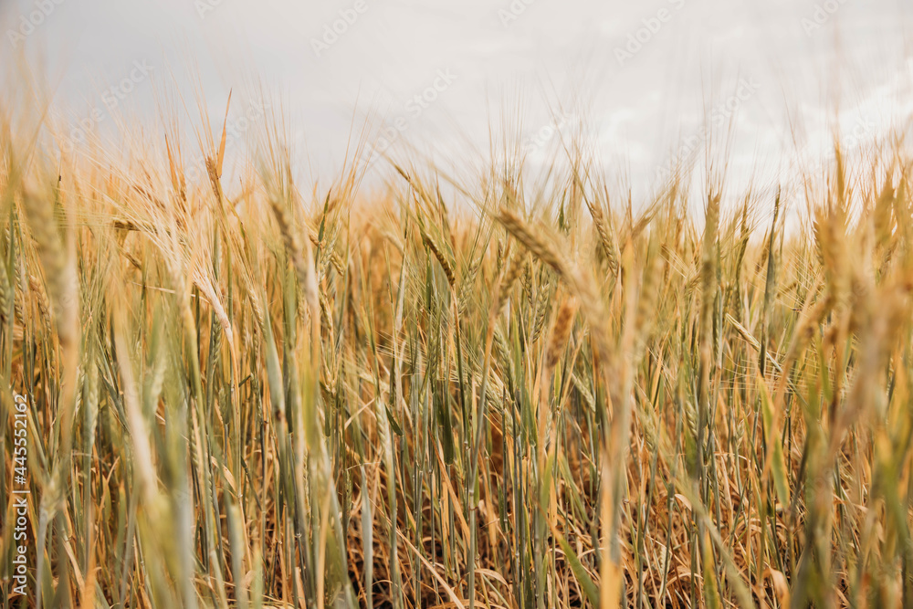 field ears of wheat rye barley field ears of wheat rye barley