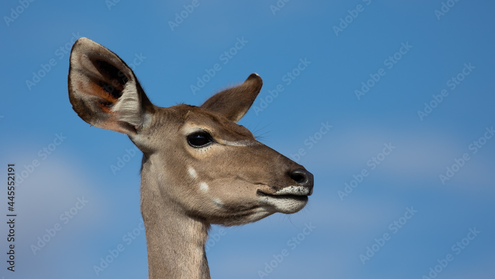 Kudu with blue sky background