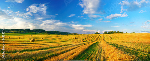 A beautiful evening natural panoramic landscape with harvested golden wheat field and bales of straw against blue sky with clouds.