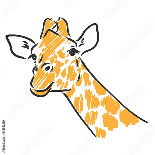 Giraffe - isolated vector with spots giraffe vector