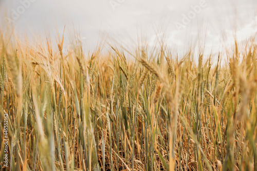 field ears of wheat rye barley