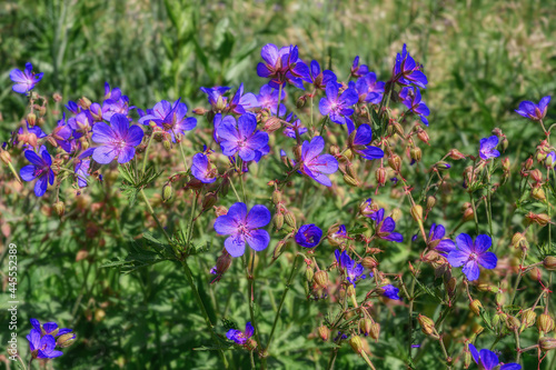 Meadow geranium Violet of blue color  meadow crane in summer. A wild-growing medicinal herb with blue-purple flowers. A wild geranium bush with brittle stems. Russia  Ural  