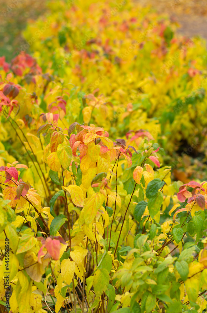 Autumn lush Spirea bush with yellow leaves with a beautiful bokeh vertical orientation Autumn lush Spirea bush with yellow leaves with a beautiful bokeh vertical orientation