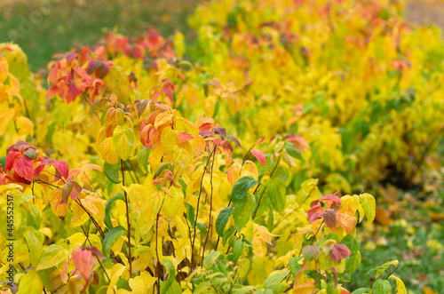 Autumn lush Spirea bush with yellow leaves with a beautiful bokeh © Dmitriy Os Ivanov