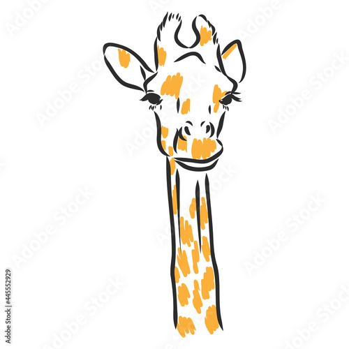 Giraffe - isolated vector with spots giraffe vector