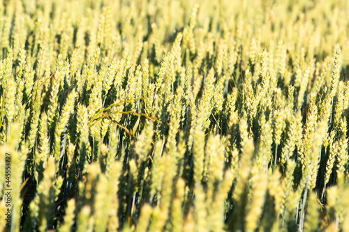 wheat fields at sunrise, Villarejo de Orbigo, Spain photo
