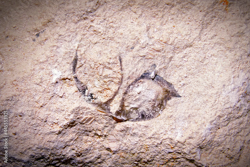 Fossilized fossils of the brachiopod choristites. Palentology, 400 million year old moluska shell in a limestone stone. Close up photo