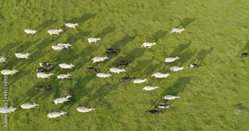 Aerial view of herd nelore cattel on green pasture in Brazil photo