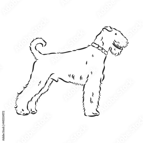 Airedale Terrier Dog. hand drawn. Vector illustration
