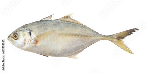 Fresh yellowtail scad isolated on white background