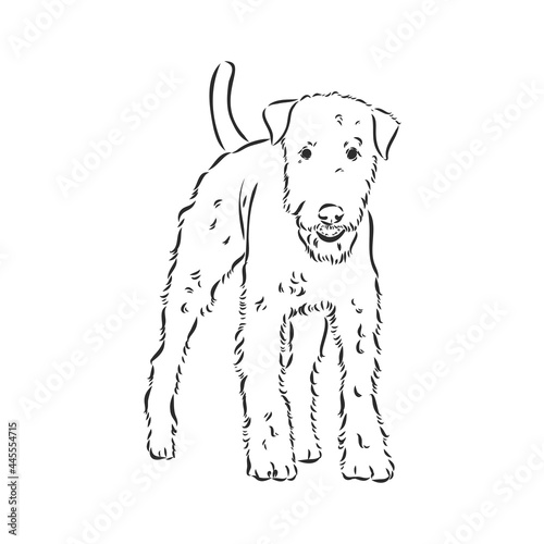 Airedale Terrier Dog. hand drawn. Vector illustration