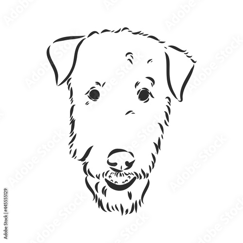 Airedale Terrier Dog. hand drawn. Vector illustration