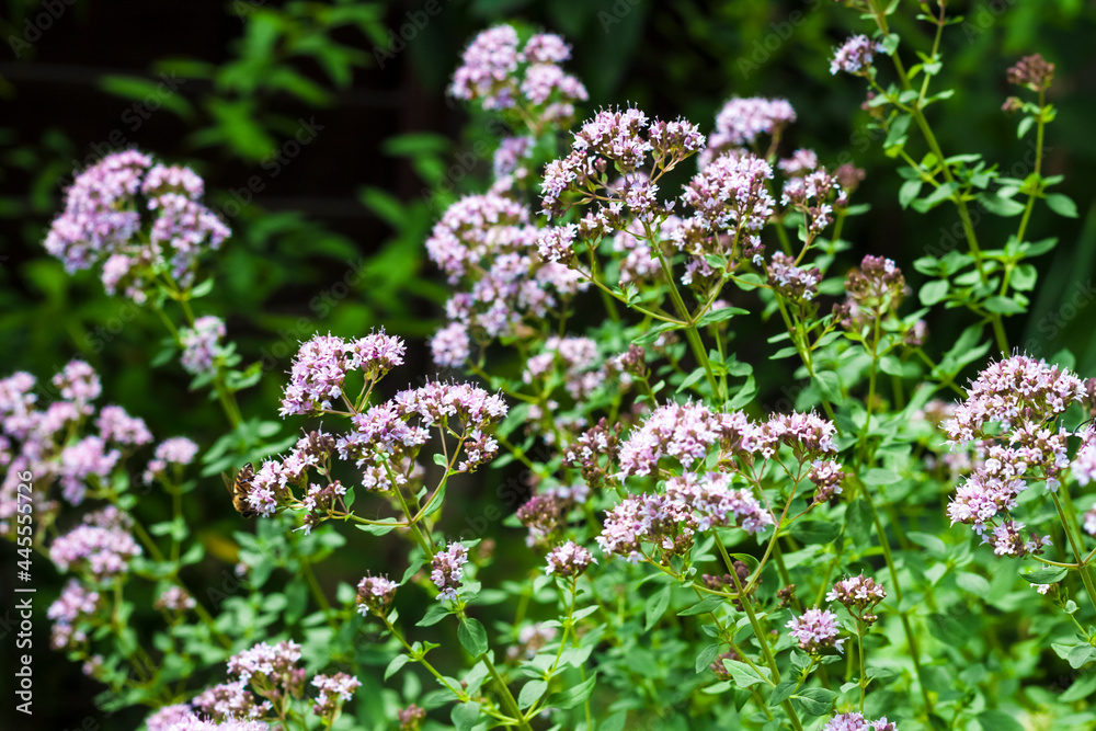 Beautiful oregano flowers in a summer garden