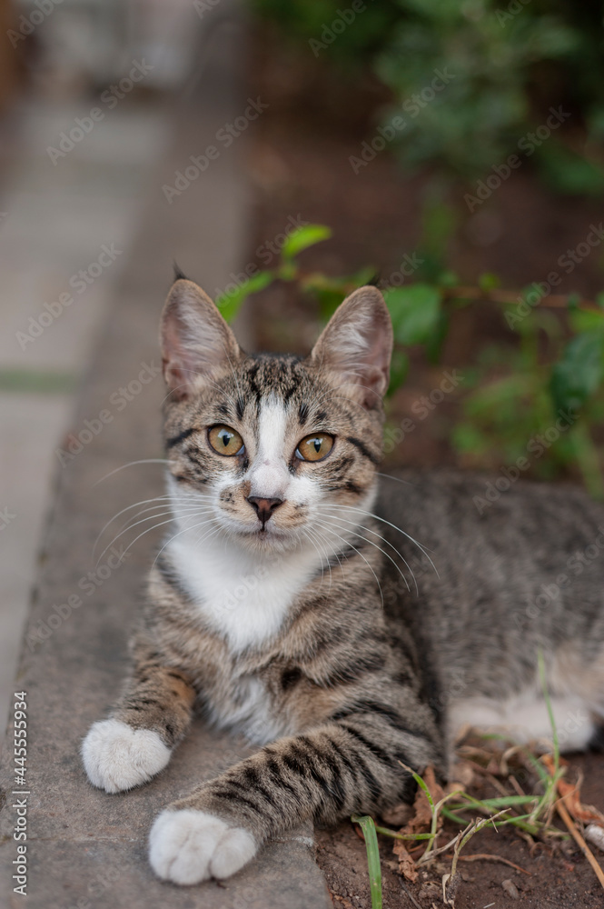 Sweet cat, kitten, stray cat, portreit, posing