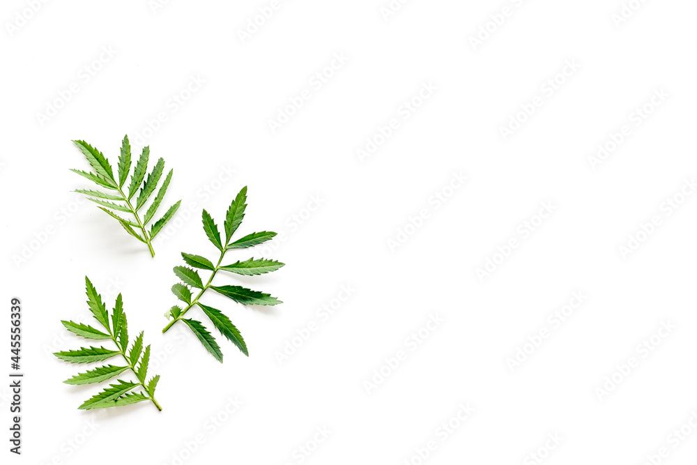 Layout of green leaf and branches isolated on white. Overhead view Layout of green leaf and branches isolated on white. Overhead view