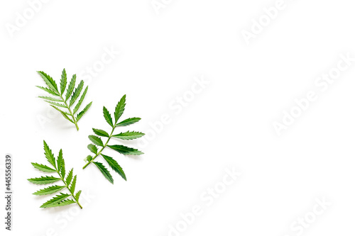 Layout of green leaf and branches isolated on white. Overhead view