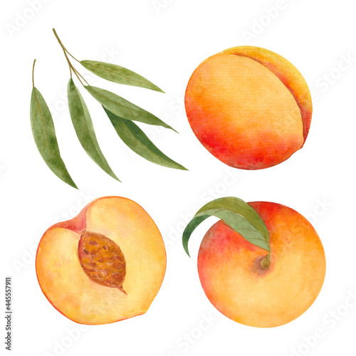 Summer set of illustrations with bright and ripe peaches and leaves