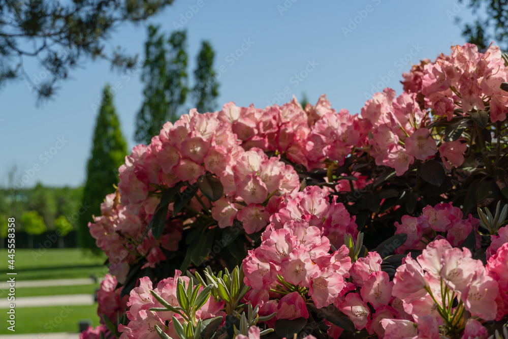 Fototapeta premium Landscape with Flowering bush Rhododendron Yakushimanum 'Fantastica'. Big pink blooming azalea in Public landscape city park 'Krasnodar' or 'Galitsky park'. Best place for relaxation and walking