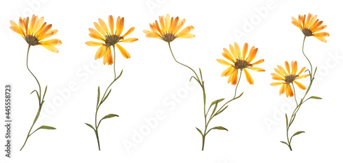 Set with beautiful dried meadow flowers on white background. Banner design