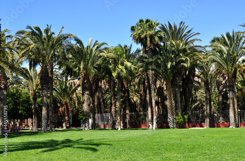 Beautiful park with green treasure and huge palm trees in Morro Jable, Fuerteventura, Canary Islands, Spain © Victoria
