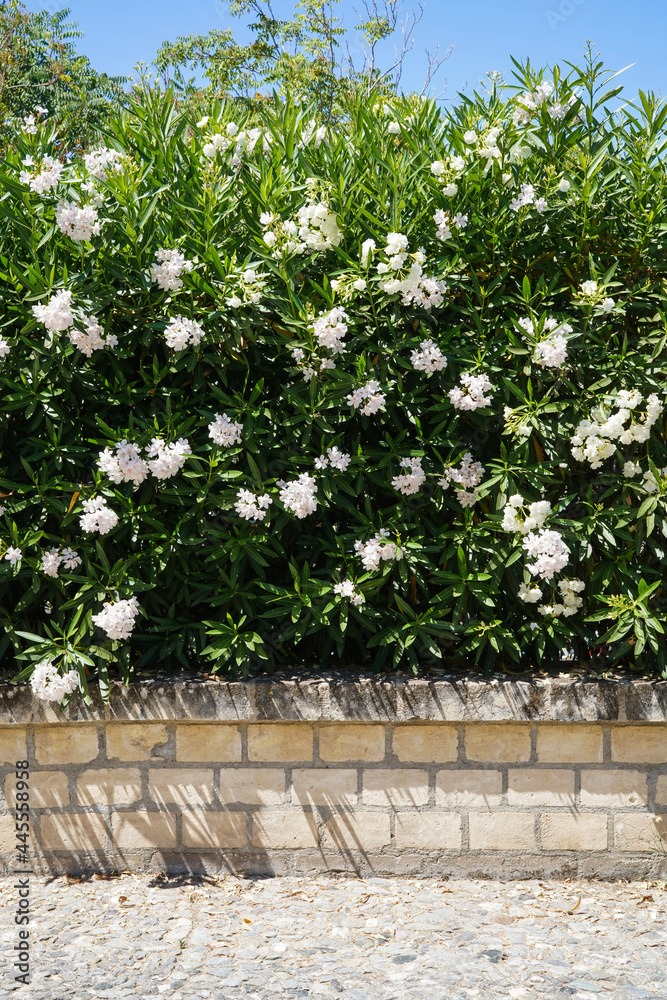 white oleander flowers, stone wall and blue sky