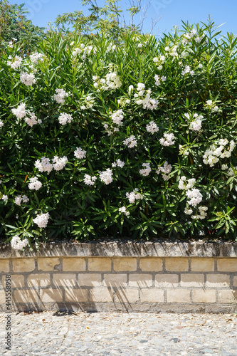 white oleander flowers  stone wall and blue sky