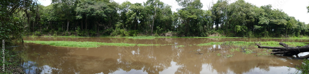 Panoramic view of virgin Amazon rainforest at a bend of a branch of the main river. Tropical rainforest near Marmori Lake, state of Amazon, Brazil.
