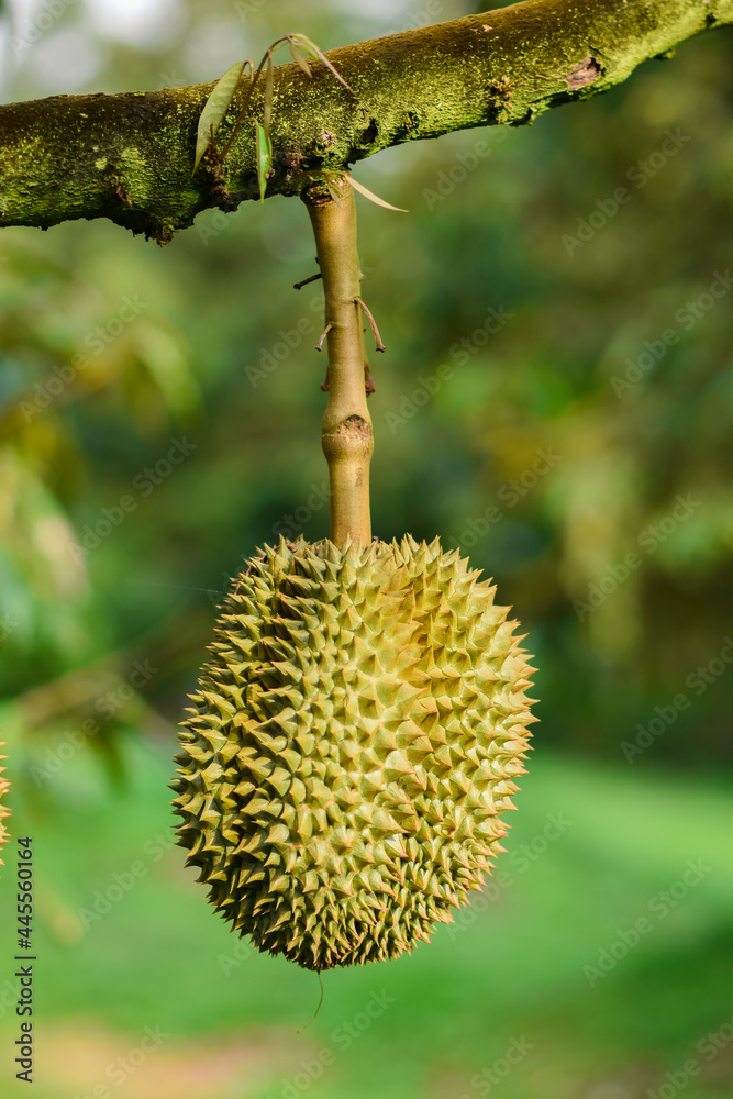 Durian leaves with branches in the garden, product for export, agriculture in Thailand Durian leaves with branches in the garden, product for export, agriculture in Thailand