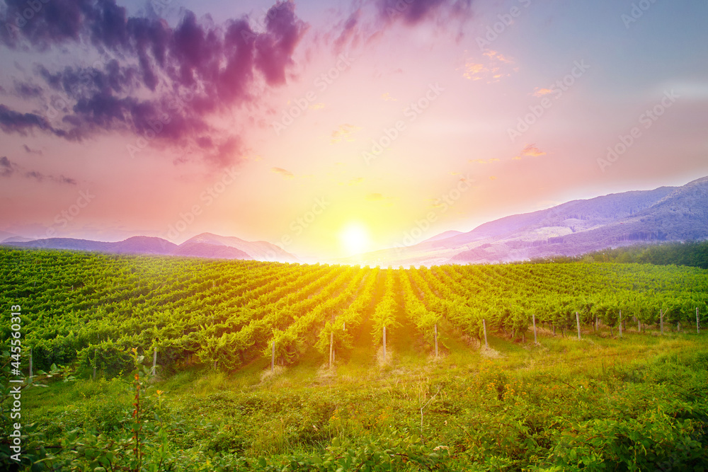 custom made wallpaper toronto digitalMagnificent sunset over a vineyard in South Australia