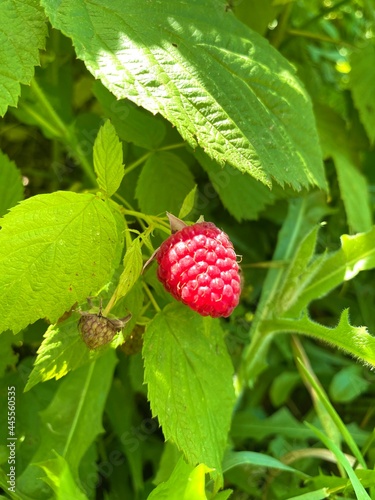 strawberry on a bush