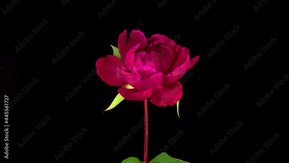 Peony Blossoms. Time Lapse of Opening Beautiful Red Peony Flowers on Black Background. 4K. Peony Blossoms. Time Lapse of Opening Beautiful Red Peony Flowers on Black Background. 4K.