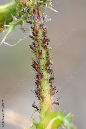 Greenfly, blackfly // Blattläuse (Aphidoidea) © bennytrapp