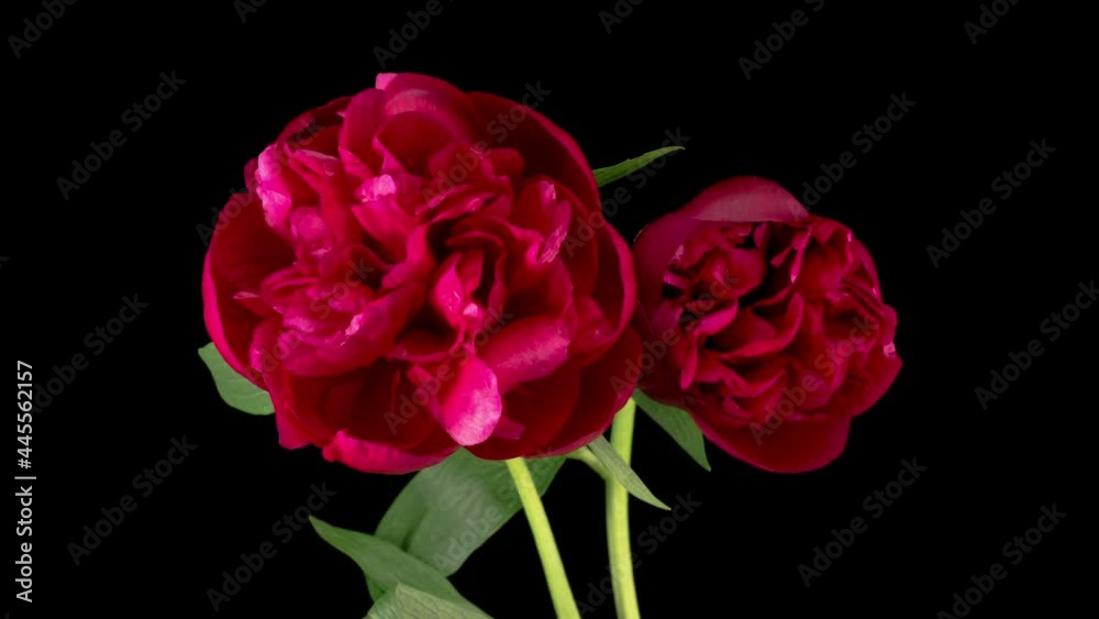 Time Lapse of Two Beautiful Red Peony Flowers Blooming on Black Background. 4K.
Time Lapse of Two Beautiful Red Peony Flowers Blooming on Black Background. 4K.