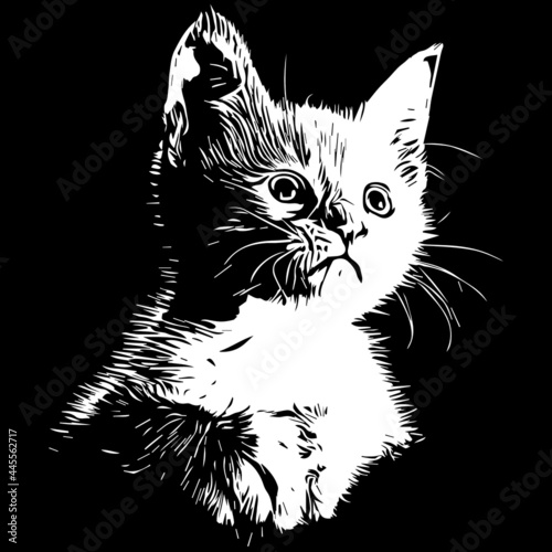 black and white cat
